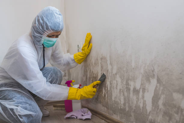 Best Professional Mold Removal  in Travelers Rest, SC